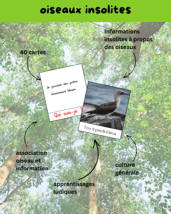 activité oiseau, activité oiseau cycle 1, activité oiseaux cycle 2, activité oiseaux cycle 3, apprendre en s'amusant, bird, cartes de nomenclature, régime alimentaire oiseau, bec oiseau, patte oiseau, plume