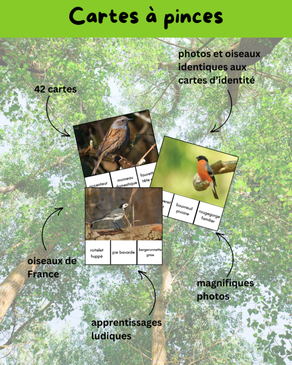 activité oiseaux, apprendre en s'amusant, dossier thématique, activité enfant, cartes de nomenclature, cartes à pinces, carte d'identité, bird