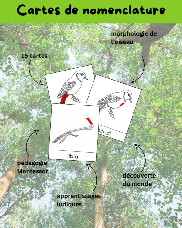 activité oiseaux, apprendre en s'amusant, dossier thématique, activité enfant, cartes de nomenclature, cartes à pinces, carte d'identité, bird