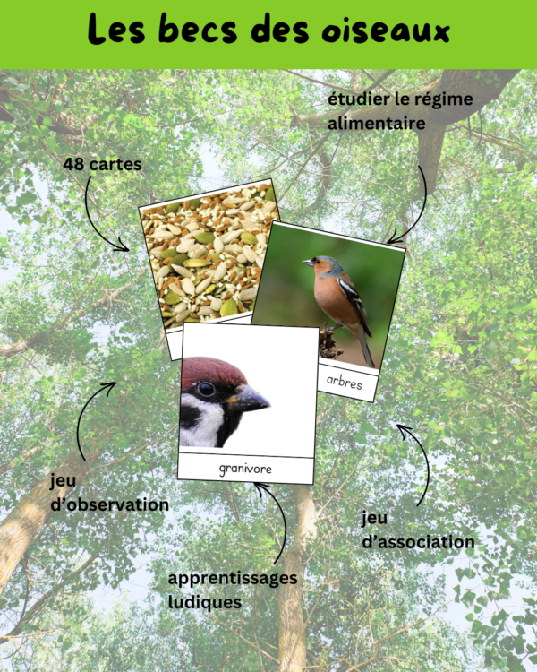 activité oiseau, activité oiseau cycle 1, activité oiseaux cycle 2, activité oiseaux cycle 3, apprendre en s'amusant, bird, cartes de nomenclature, régime alimentaire oiseau, bec oiseau, patte oiseau, plume