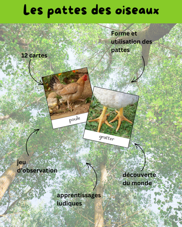 activité oiseau, activité oiseau cycle 1, activité oiseaux cycle 2, activité oiseaux cycle 3, apprendre en s'amusant, bird, cartes de nomenclature, régime alimentaire oiseau, bec oiseau, patte oiseau, plume