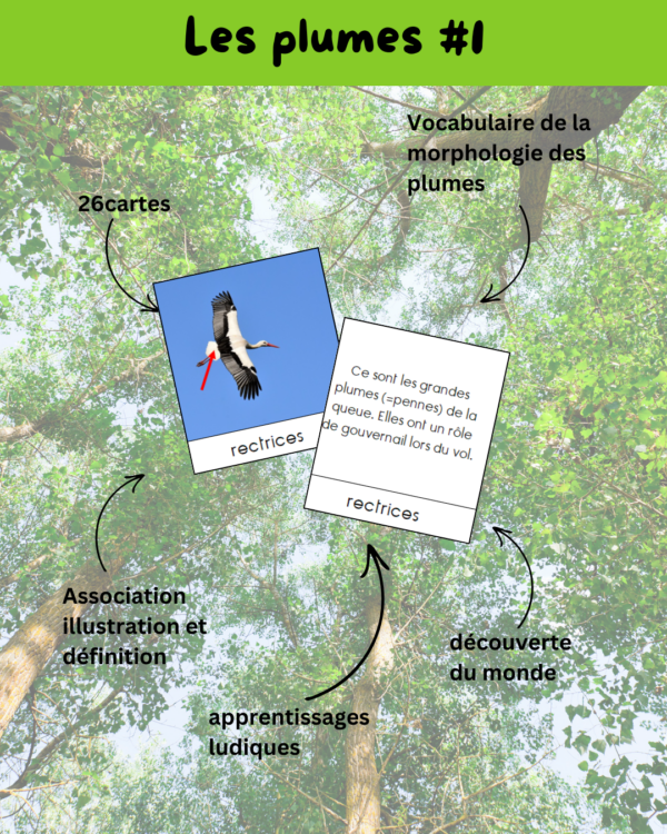 activité oiseau, activité oiseau cycle 1, activité oiseaux cycle 2, activité oiseaux cycle 3, apprendre en s'amusant, bird, cartes de nomenclature, régime alimentaire oiseau, bec oiseau, patte oiseau, plume