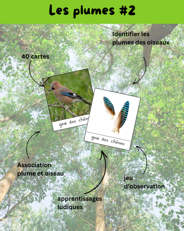 activité oiseau, activité oiseau cycle 1, activité oiseaux cycle 2, activité oiseaux cycle 3, apprendre en s'amusant, bird, cartes de nomenclature, régime alimentaire oiseau, bec oiseau, patte oiseau, plume