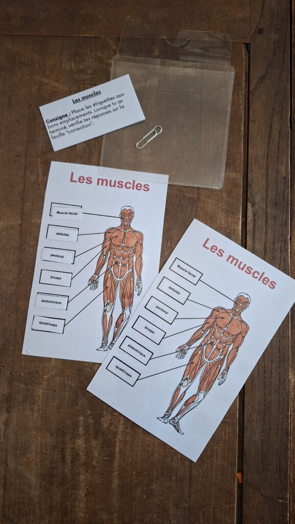 exemple d'atelier autonome pour les sciences et plus précisément la disposition des muscles du corps humain faisant référence à une leçon vue en cycle 3 et en ief